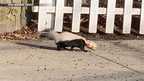 Hyde Park resident frees skunk stuck in peanut butter jar